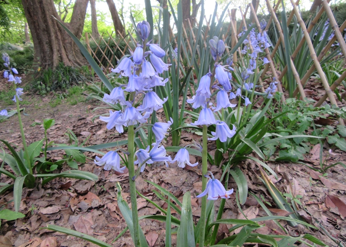 蓝铃花3.JPG