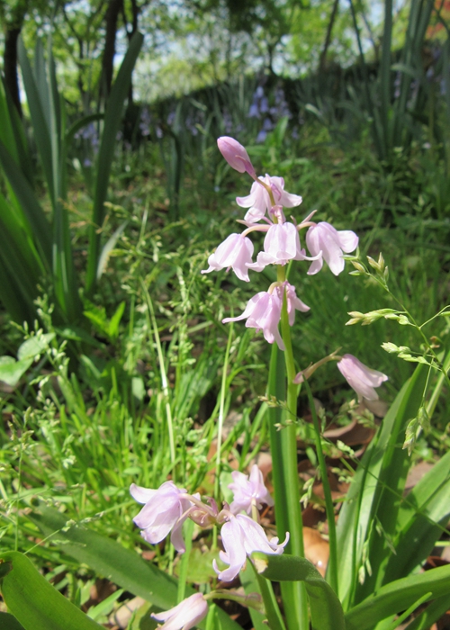 蓝铃花2.JPG