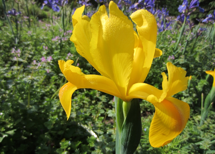 Golden Beauty.jpg