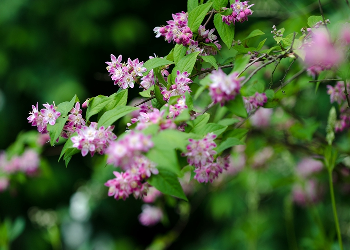 暮春烟雨叹空灵 溲疏淡雅笑清尘