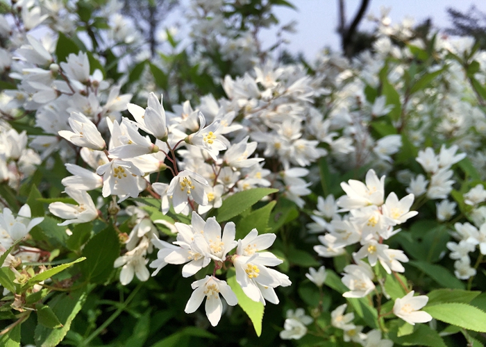 冰生溲疏花色纯白,洁净淡雅