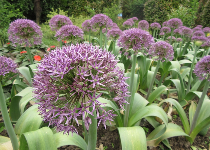 是葱,非葱——大花葱