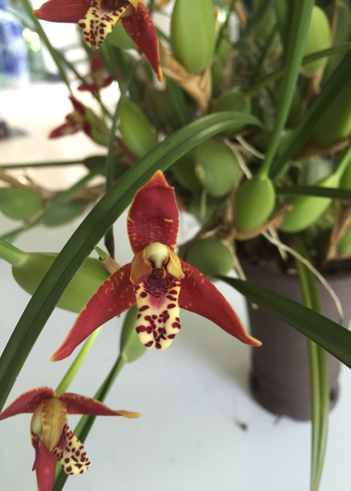 闷骚的细叶腋唇兰