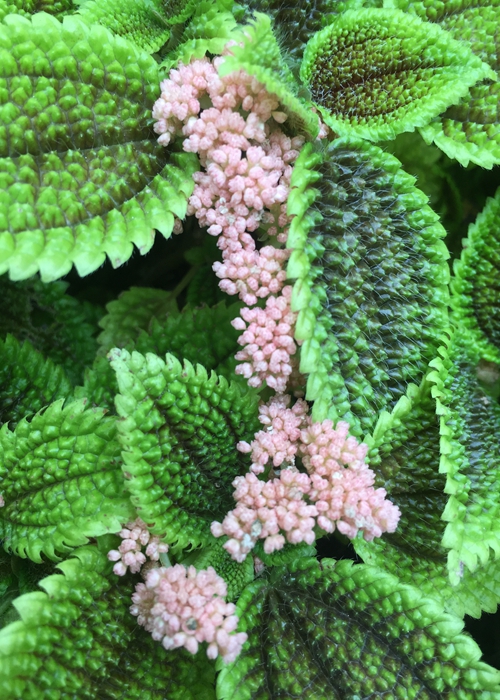 魔性森林——皱叶冷水花