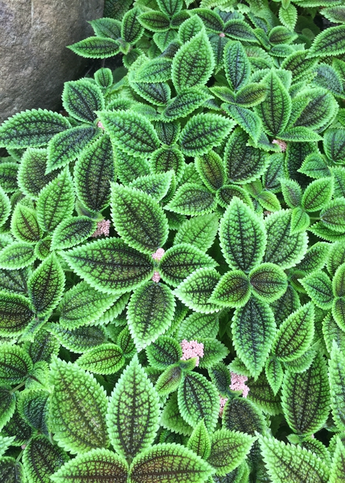 魔性森林——皱叶冷水花