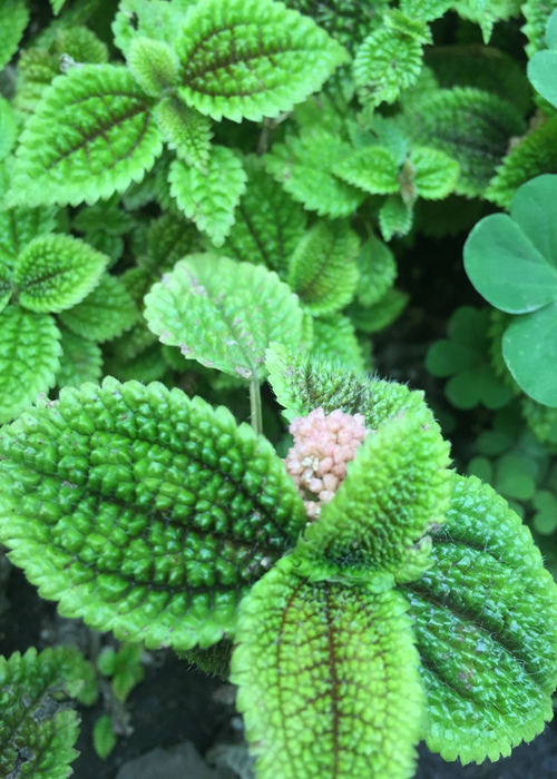 魔性森林——皱叶冷水花