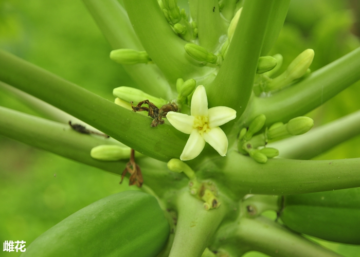 番木瓜的雌花