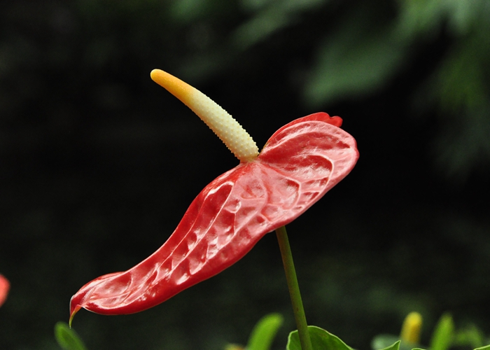 红掌猩红色的佛焰苞和黄色的肉穗花序