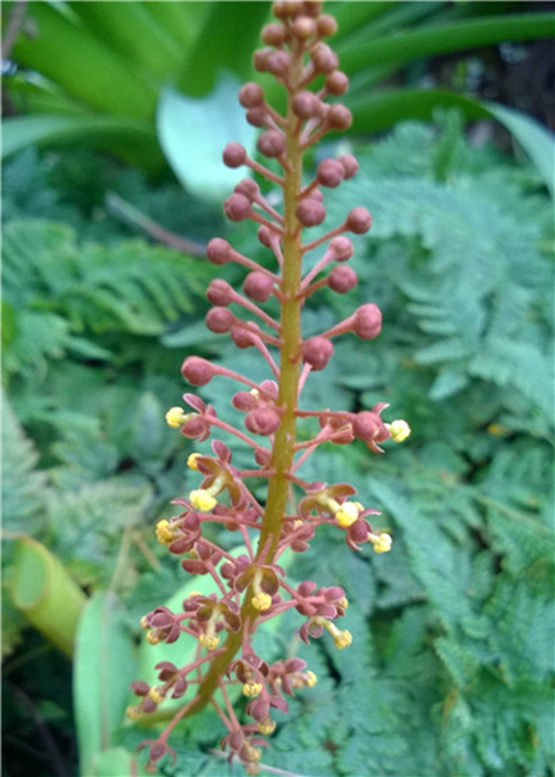 6-2猪笼草的雄花.jpg