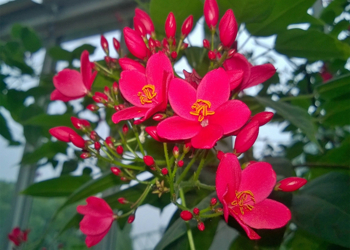 2-2变叶珊瑚花(琴叶珊瑚)的雄花.jpg