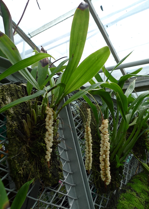 一串珍珠宿苞石仙桃