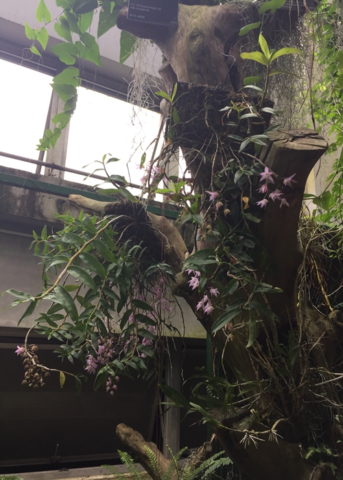 钩状石斛3.jpg