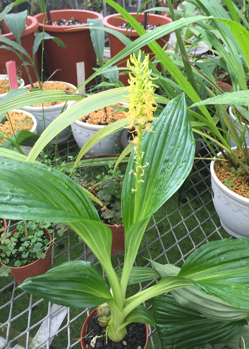 翼蕊羊耳蒜2.jpg