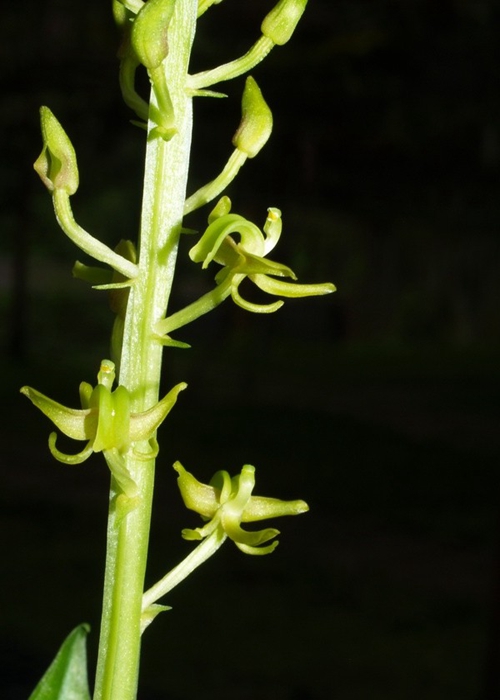 翼蕊羊耳蒜1.jpg