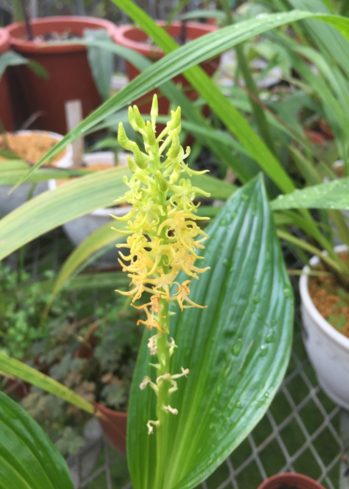 翼蕊羊耳蒜3.jpg