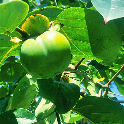 初逢白露青柿抱朴相约上植