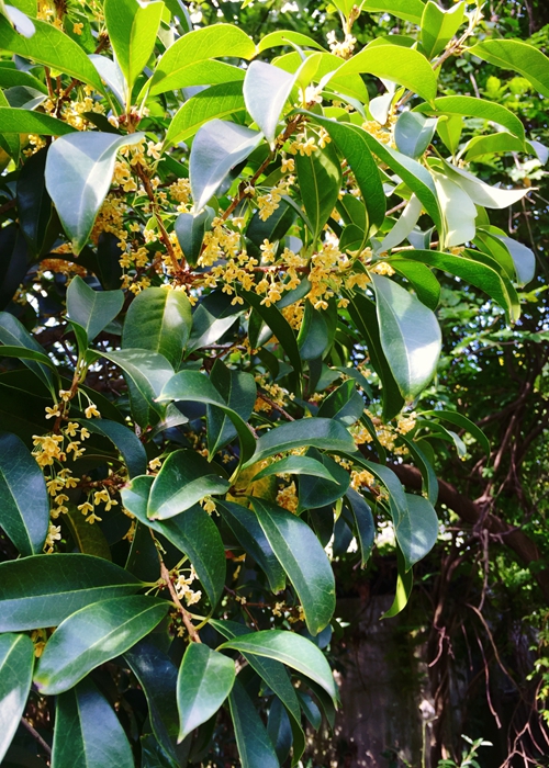 早银桂第二波绽放,上海植物园发布赏桂"私享"线路