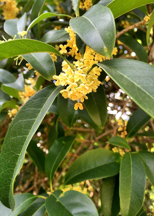 以花色而言,有金桂,银桂,丹桂之分;以叶型而言,有柳叶桂,金扇桂,滴水