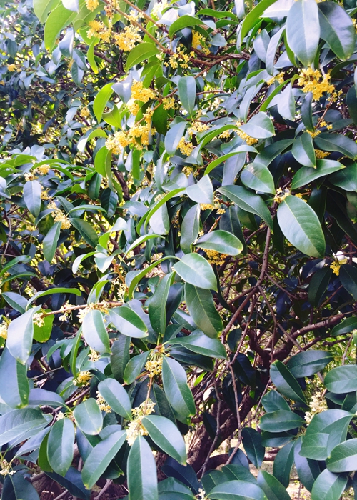 早银桂第二波绽放,上海植物园发布赏桂"私享"线路