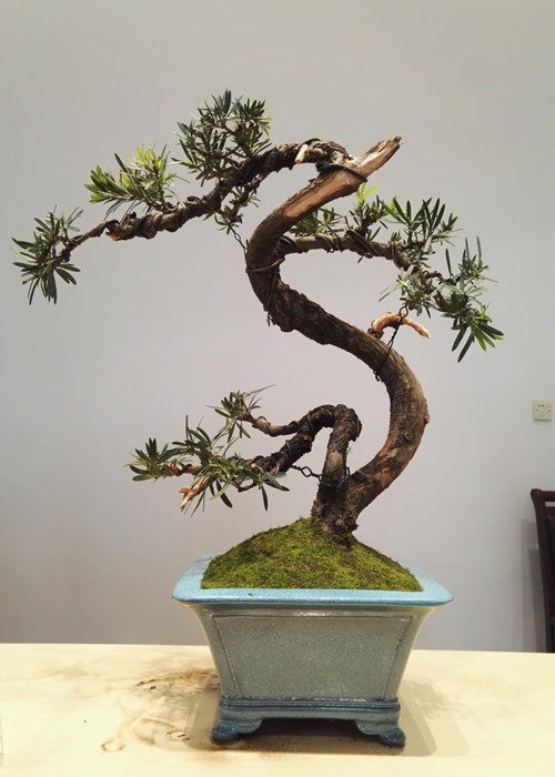 活动回顾|大师荟萃——山野草&盆景制作