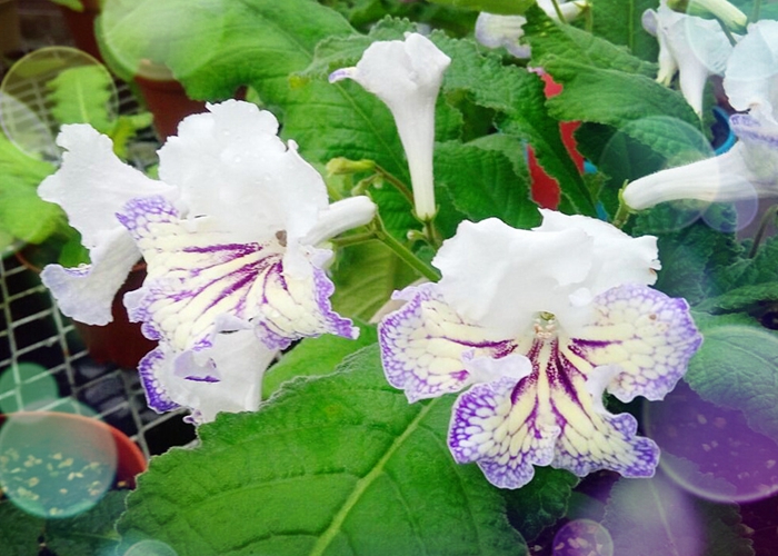 上海植物园2016秋季苦苣苔展作品征集活动反响强烈,花友送展热情高涨