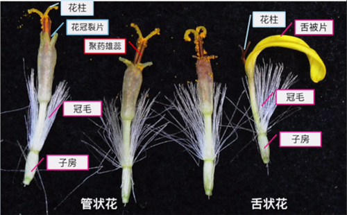 菊科聚药雄蕊图片