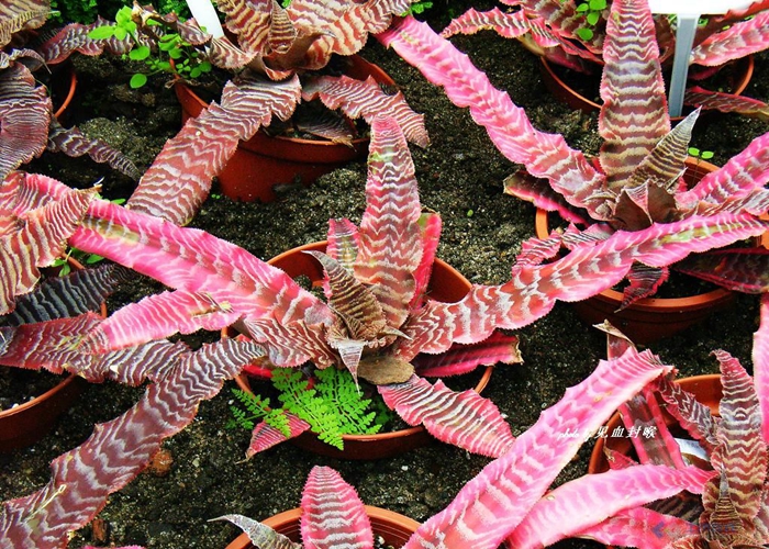 姬凤梨形似海星吸眼球