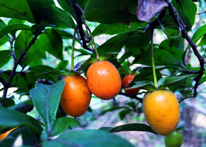 中右侧步道行进至近湖边处,一株结满桔红色,带尖小果的树名为:老鸦柿