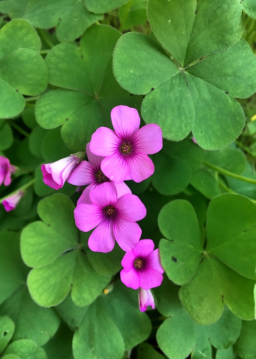 低头遇见幸福你愿吉祥还是幸运