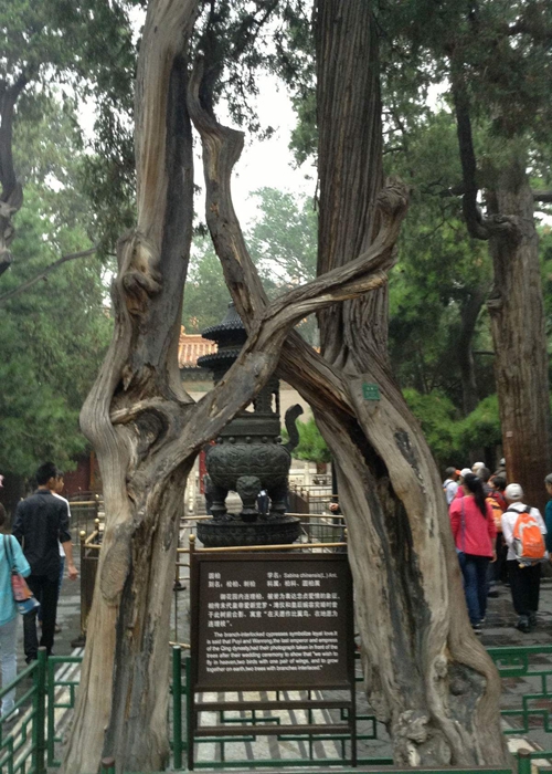 故宫中的连理枝