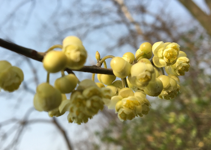 山鸡椒.jpg