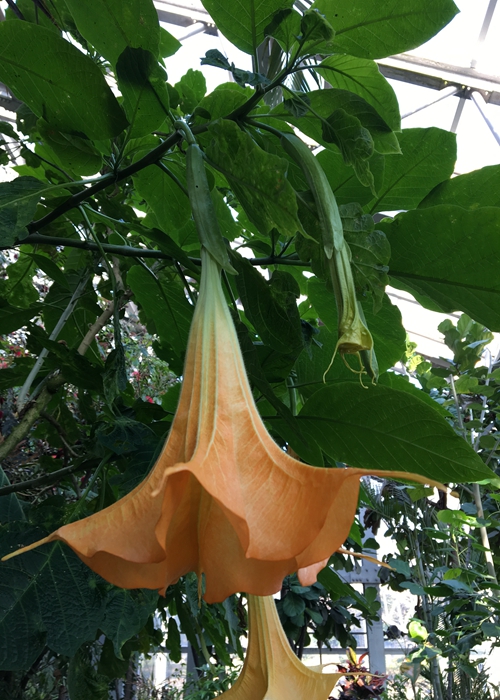 木本曼陀罗-黄花.jpg