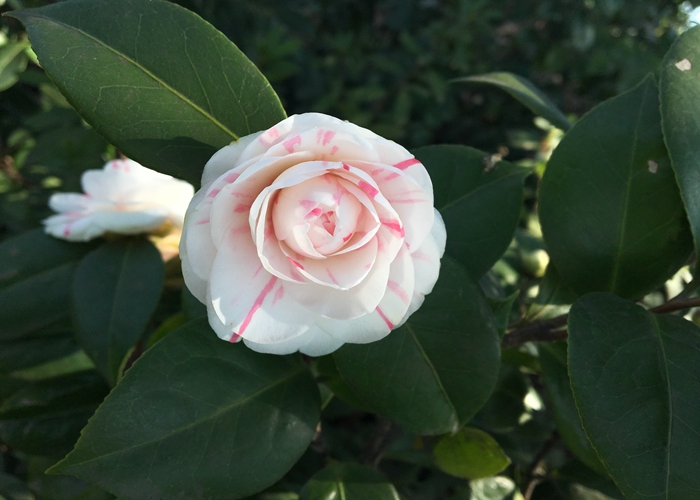 山茶‘十八学士’.jpg