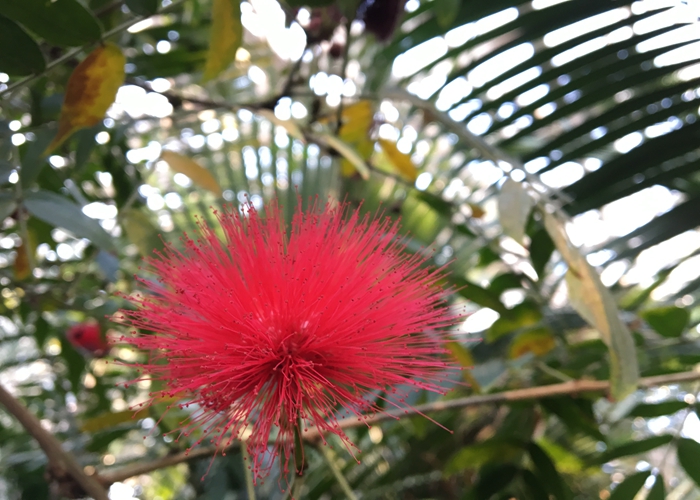 朱缨花.jpg
