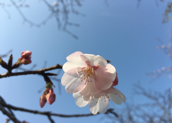 大寒樱.jpg