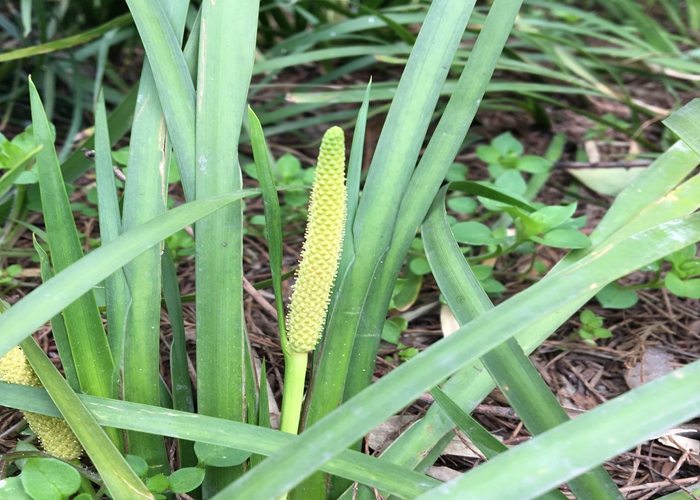 天南星科菖蒲属多年生草本.