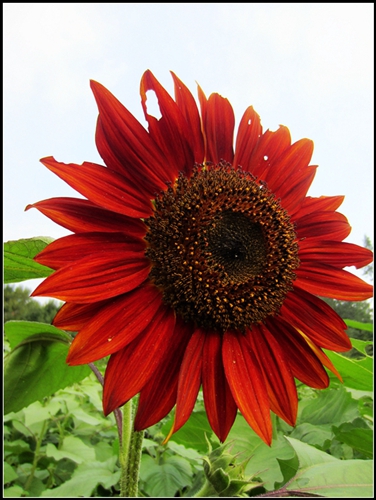 微笑文森特玫瑰情绛红丽日金海星向日葵的花虽然没有玫瑰那么浪漫,也