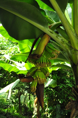 香蕉花序初放.jpg