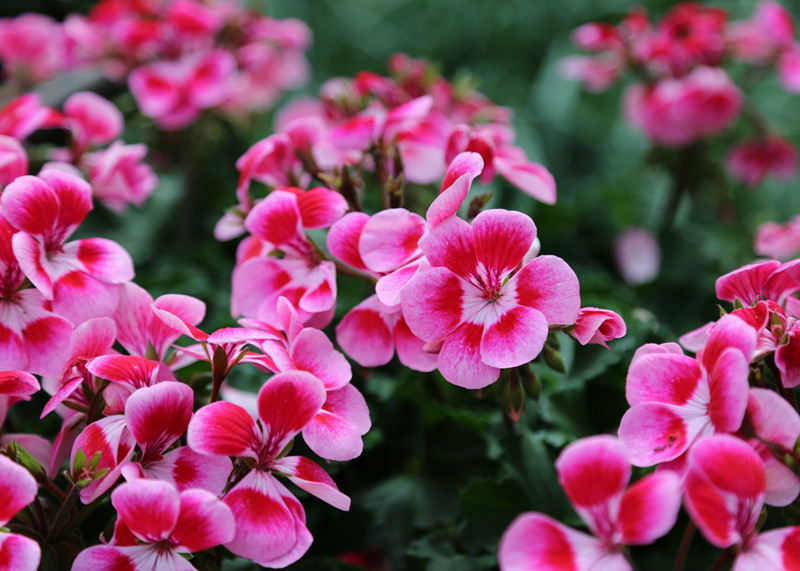 草花一起编织出7000平方米的梦幻花毯,并与专类园里渐次开放的樱花