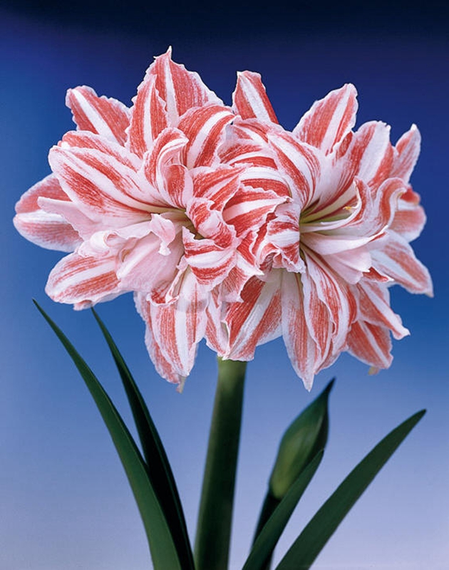 华丽高贵小公举 风姿绰约朱顶红