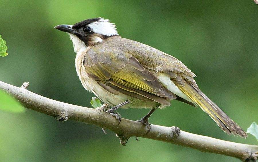 活动招募丨野趣上植之世界地球日活动"探索自然野趣"