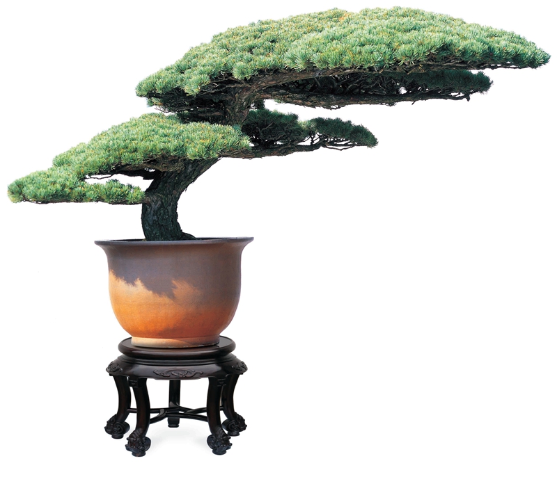 以《人民的名义》,带你认识真正的黄山松盆景