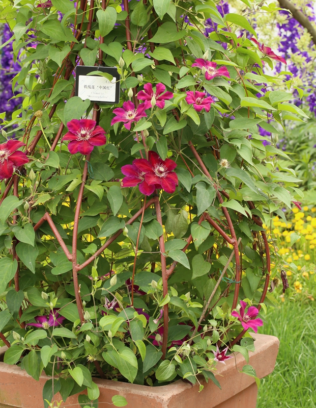 中国红铁线莲(莫健彬 摄).jpg