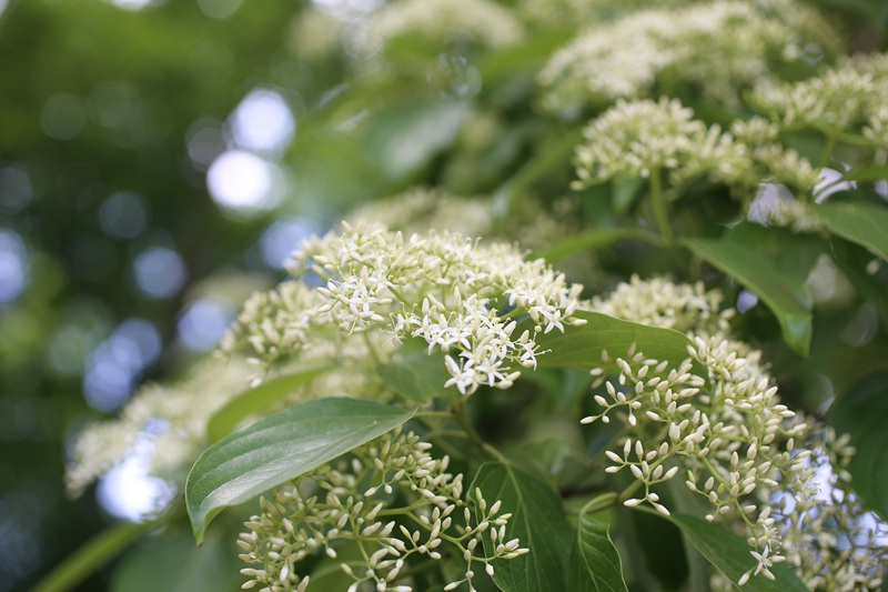光皮梾木入夏迎来盛花期