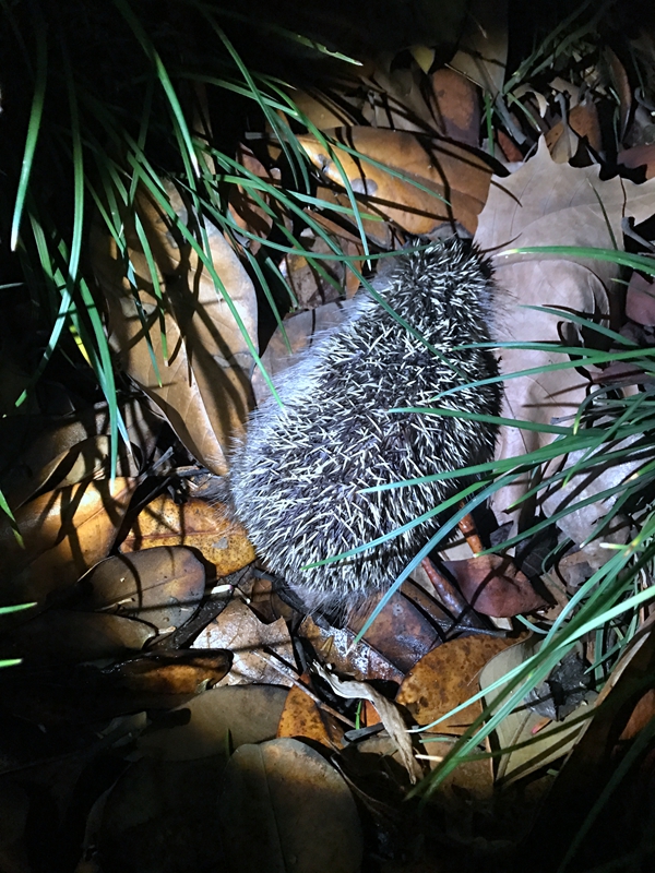 刺猬.jpg