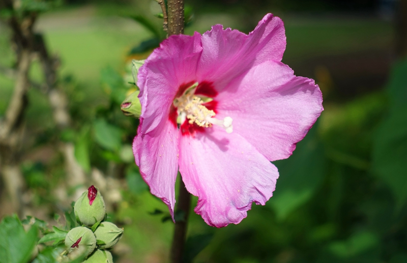 木槿1.jpg 木槿1.jpg