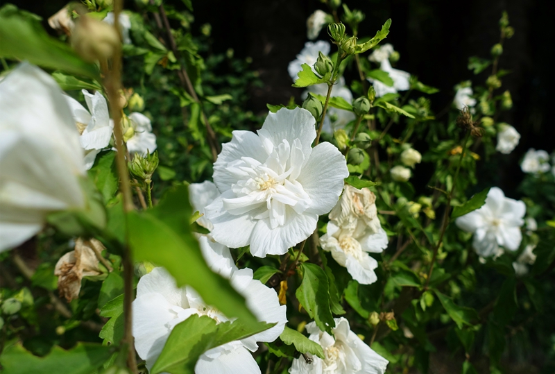 木槿2.jpg 木槿2.jpg