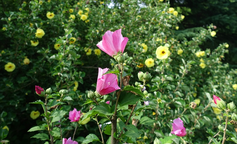 木槿3.jpg 木槿3.jpg