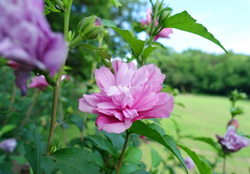 木槿4.jpg 木槿4.jpg