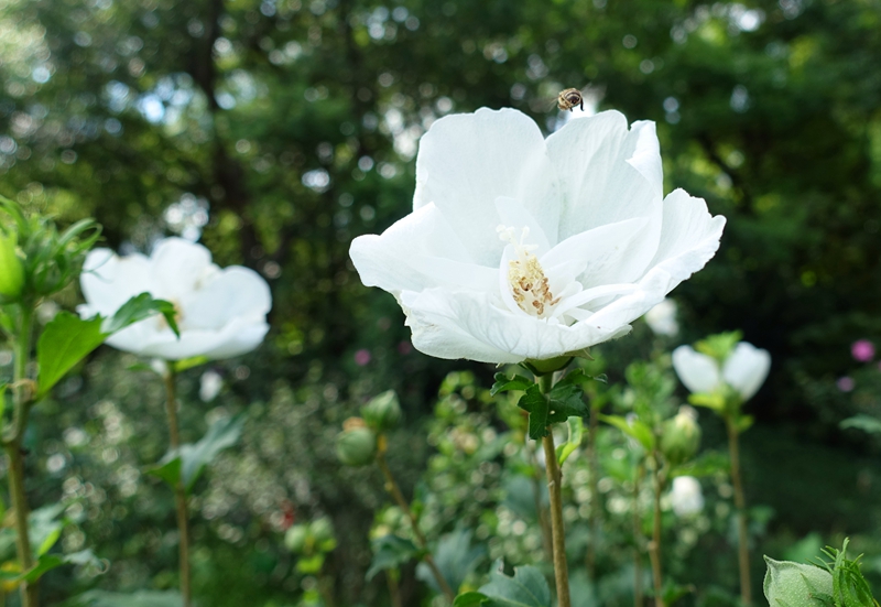 木槿5.jpg 木槿5.jpg